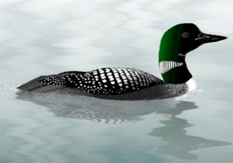 loon-sb-2.jpg