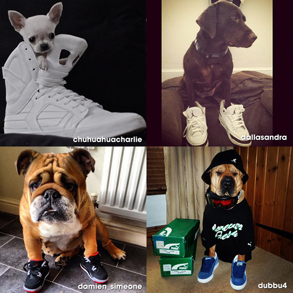 Dogs In Sneakers 4