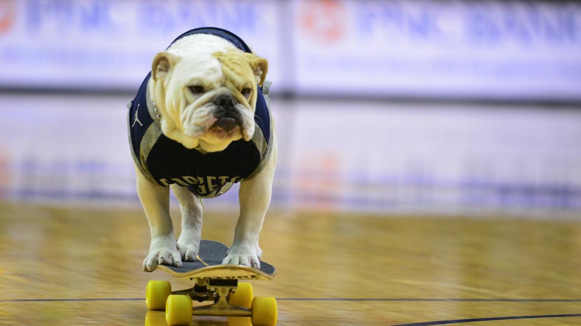 Jack the Bulldog in 2014