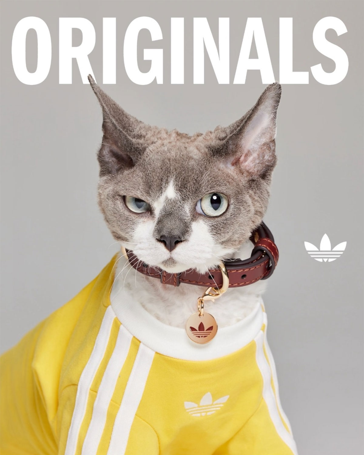 Adidas Originals Pets Collection 10