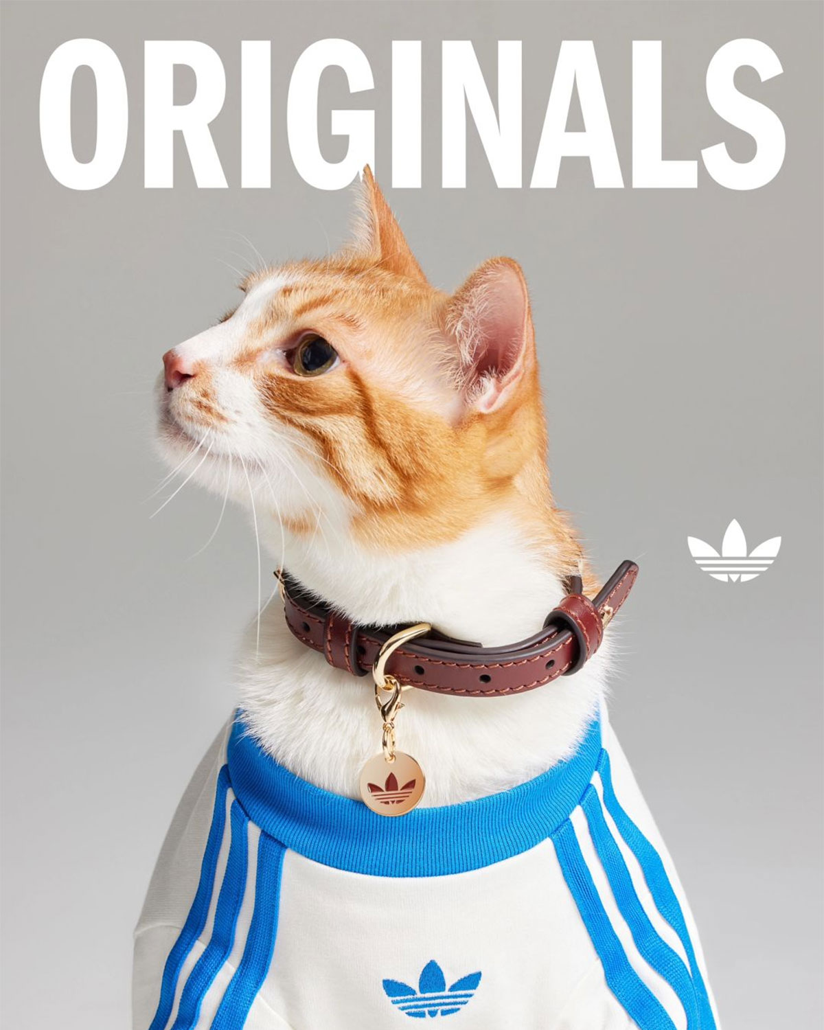 Adidas Originals Pets Collection 11