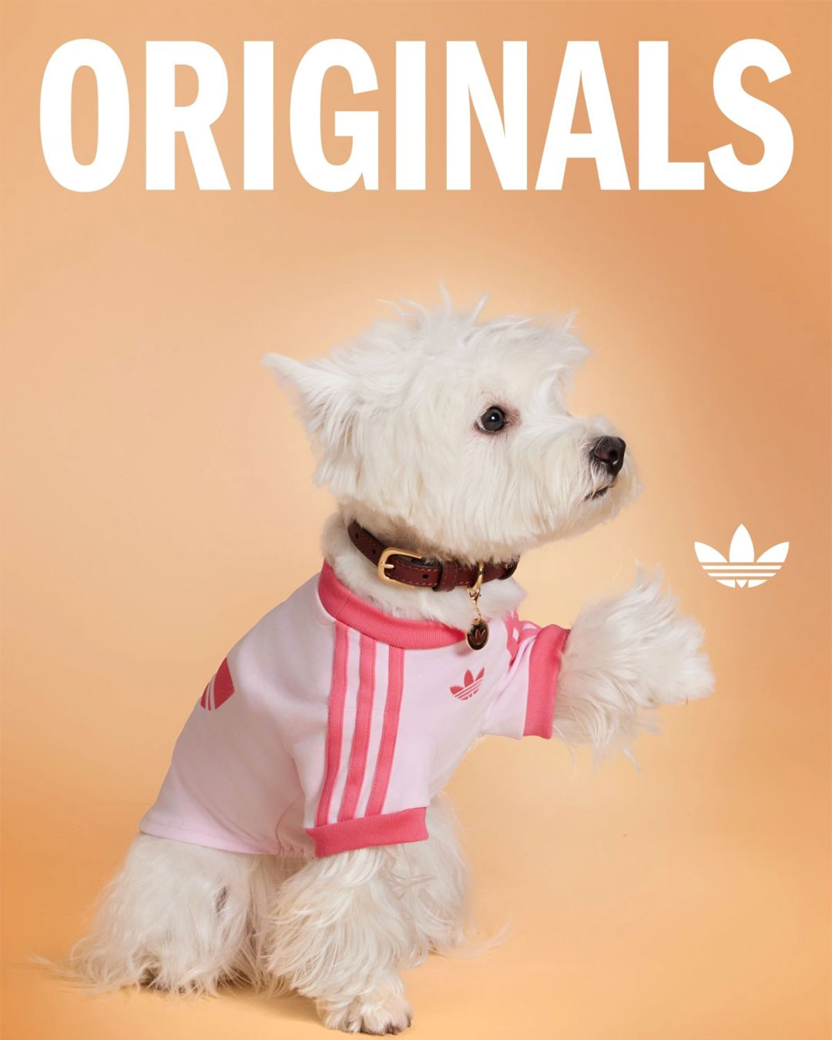 Adidas Originals Pets Collection 12