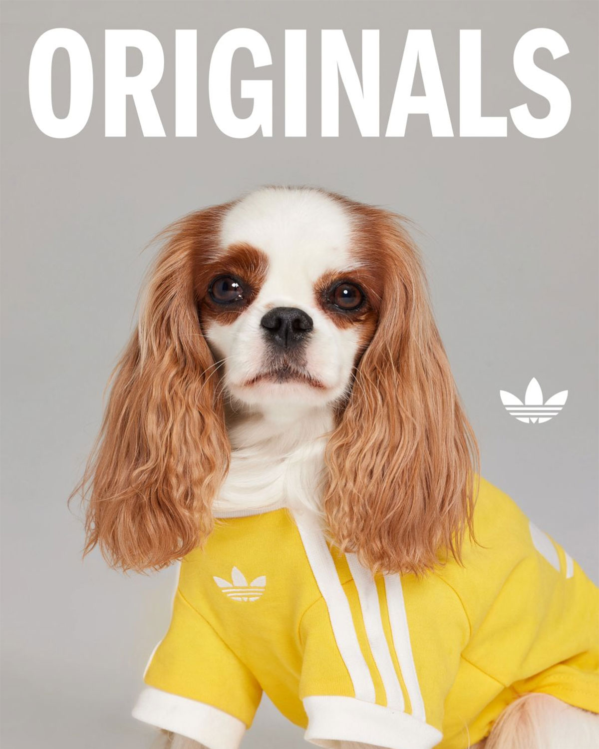 Adidas Originals Pets Collection 17