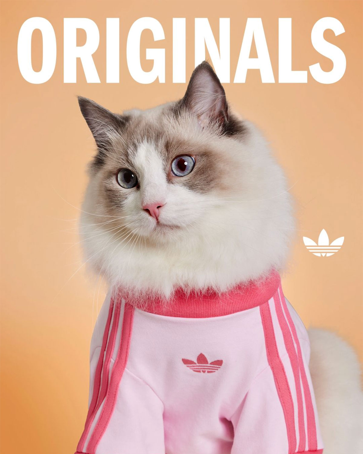 Adidas Originals Pets Collection 2