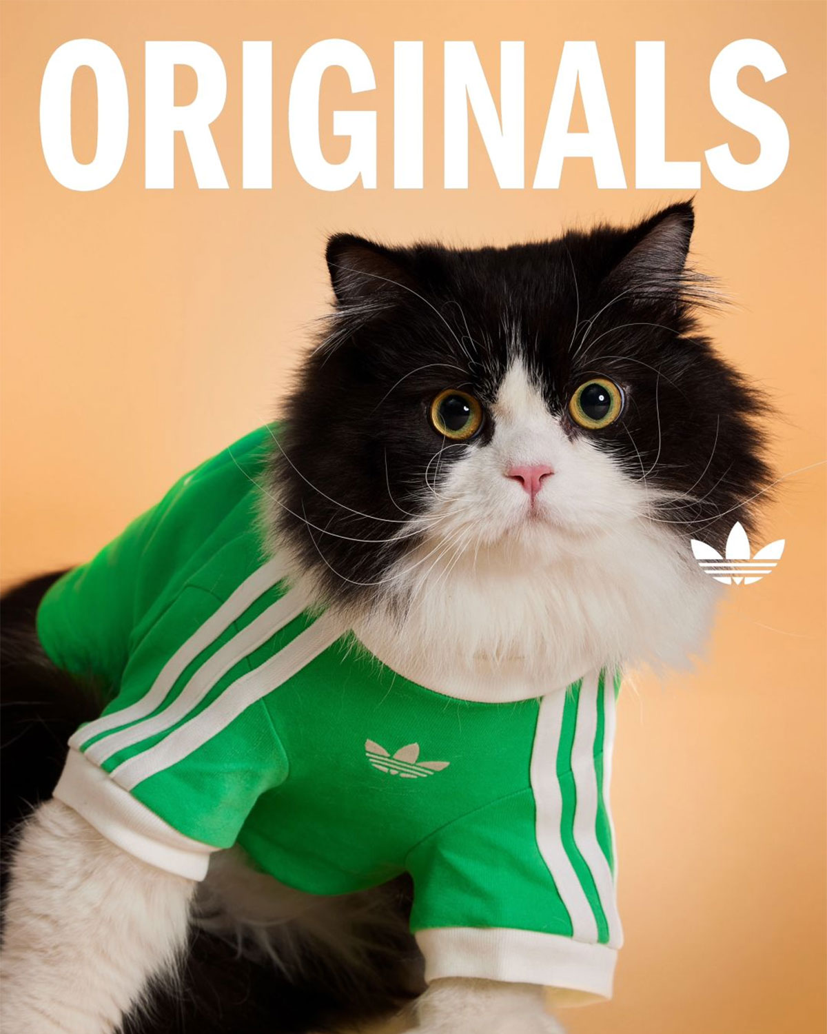 Adidas Originals Pets Collection 3