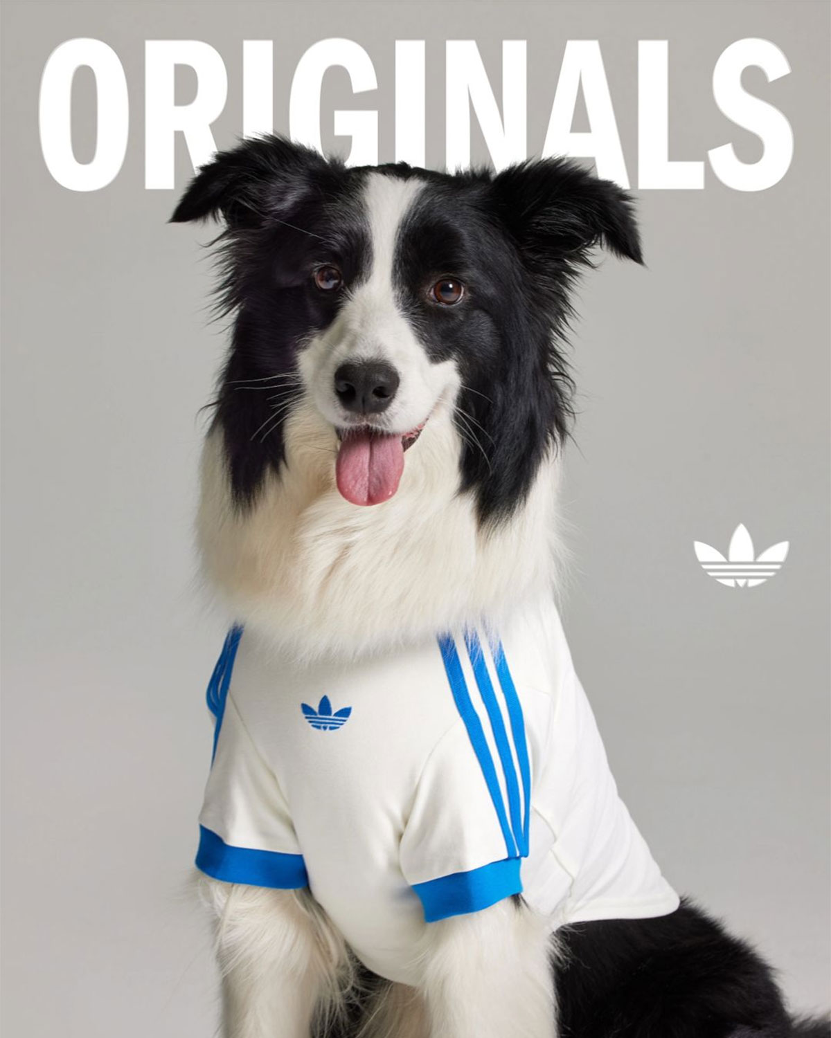 Adidas Originals Pets Collection 5