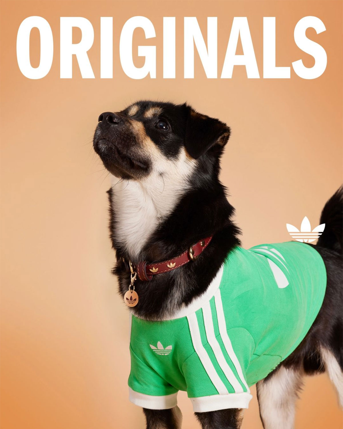 Adidas Originals Pets Collection 7