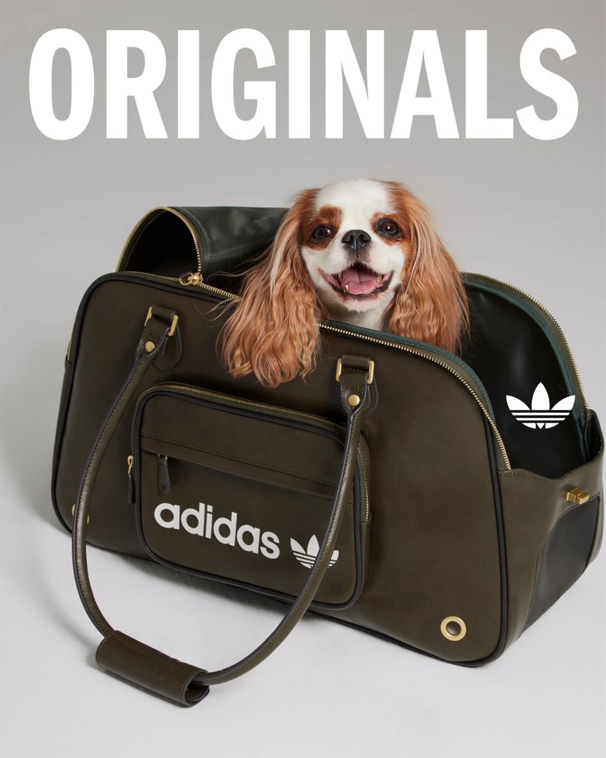 Adidas Originals Pets Collection 9